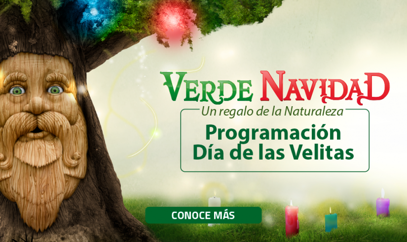 Enciende tu luz en esta Verde Navidad